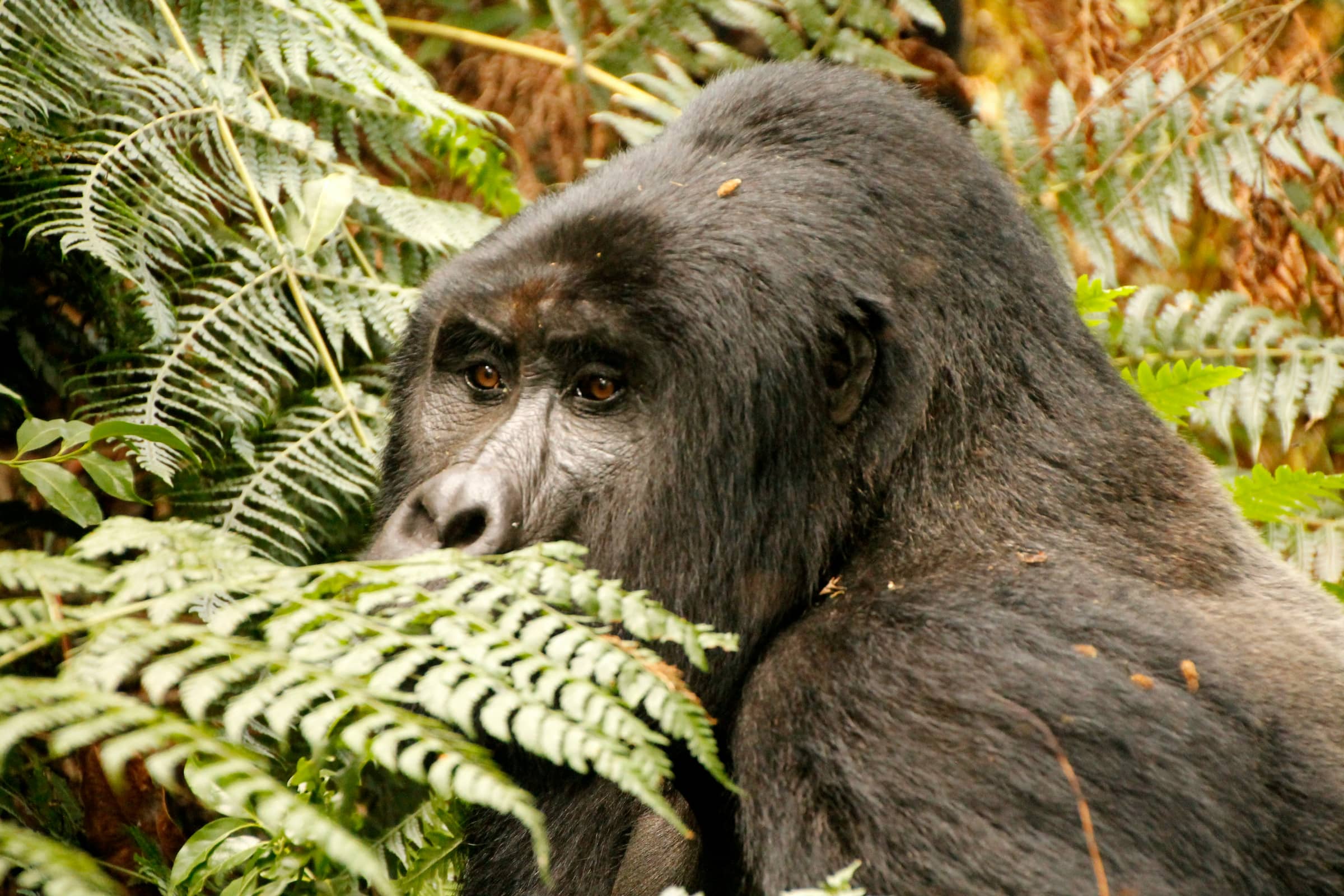 Gorilla