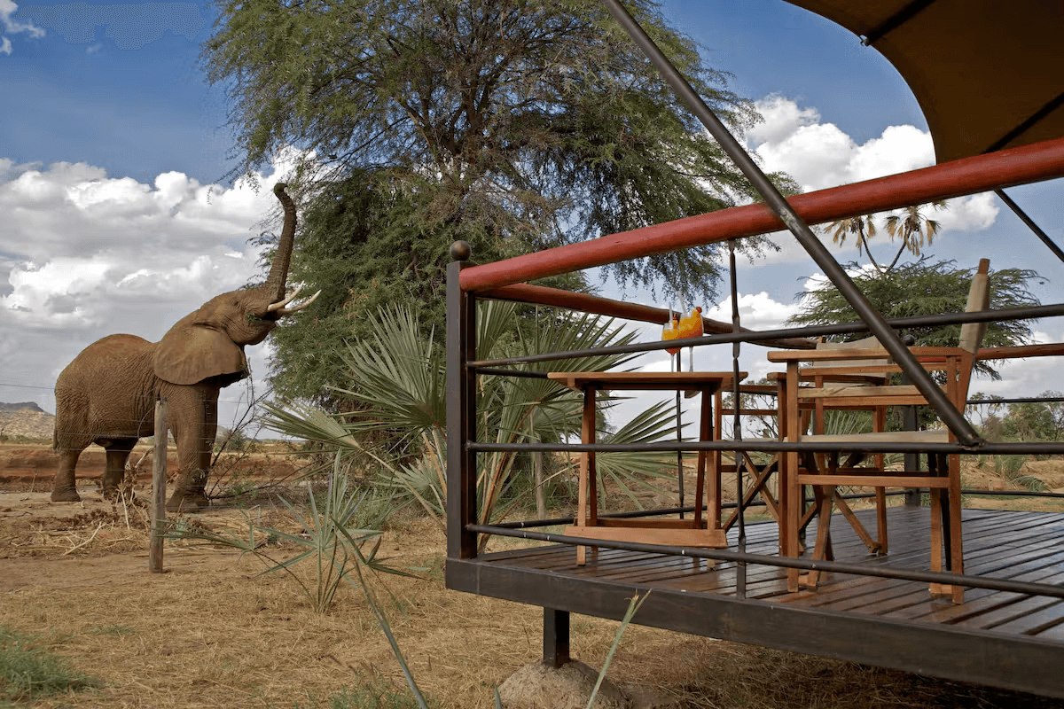 Ashnil Samburu Camp — image 1