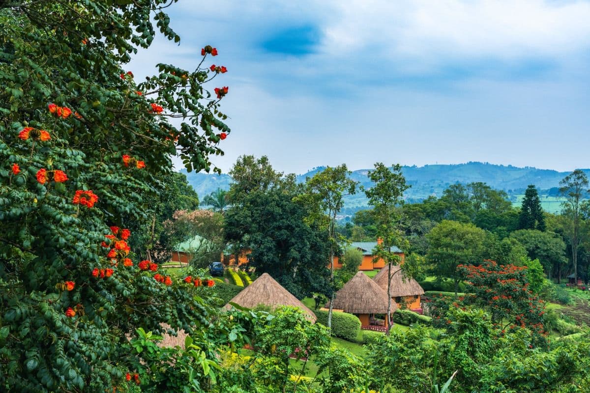 Chimpanzee Forest Lodge