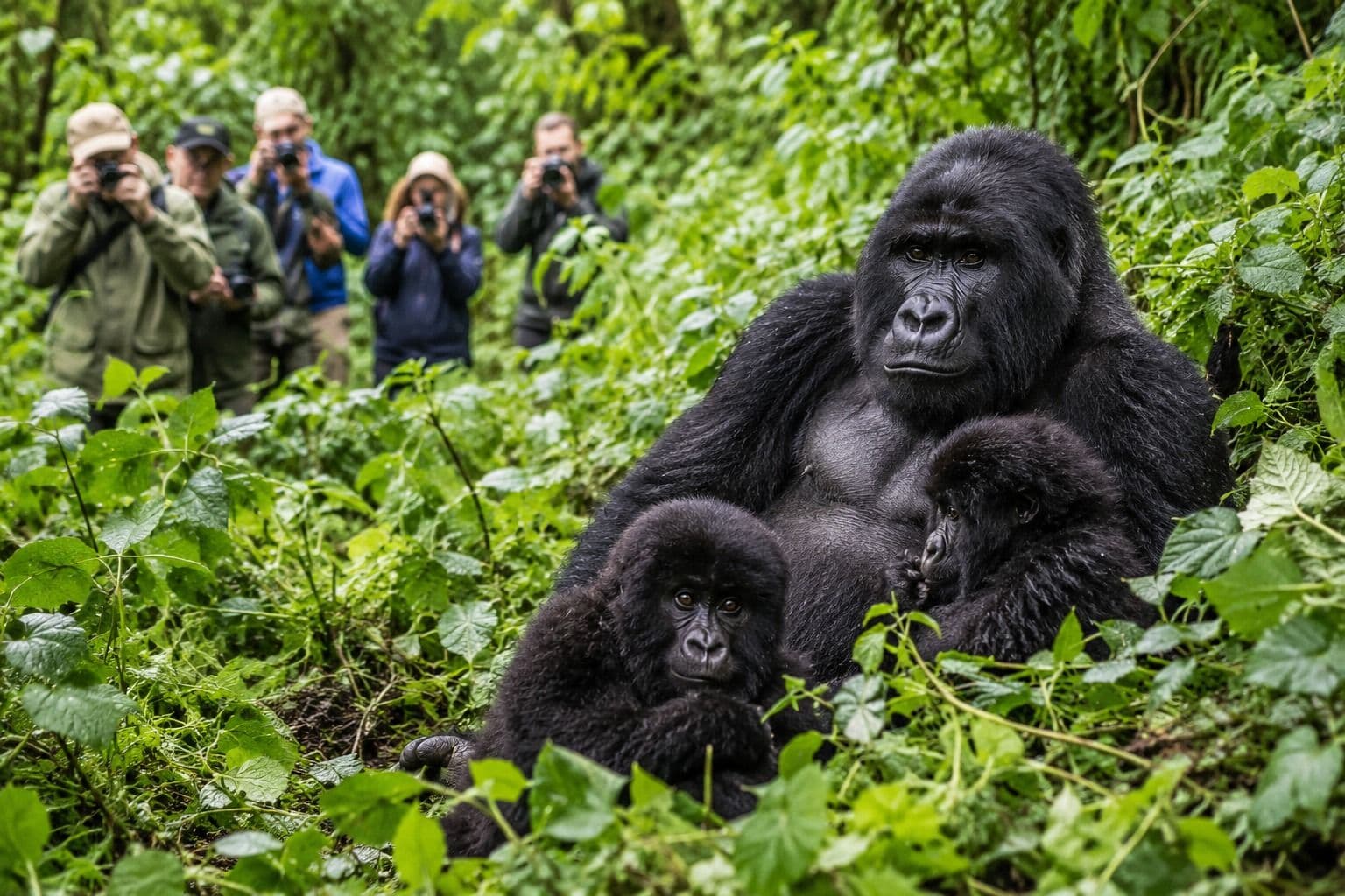 Bwindi Gorilla Trekking, Kibale Chimpanzees & Lake Bunyonyi Tour