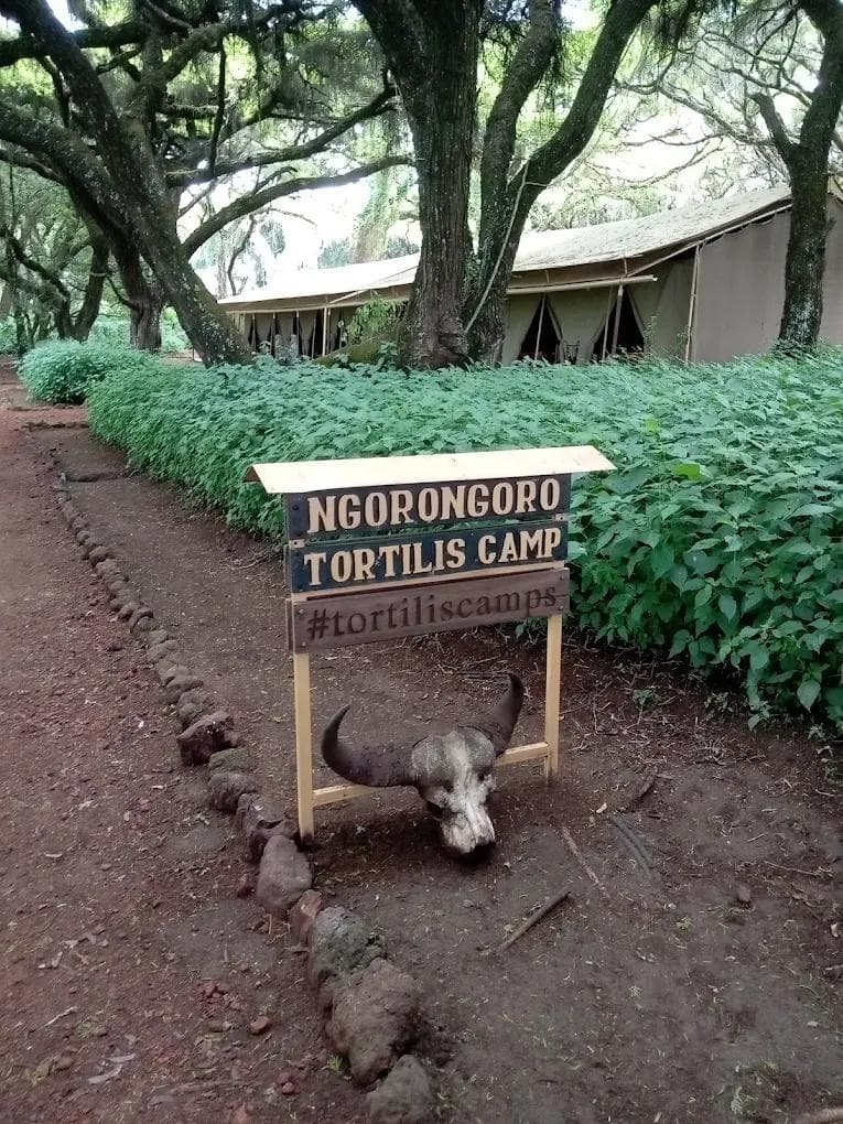 Ngorogoro Tortilis Camp — image 3